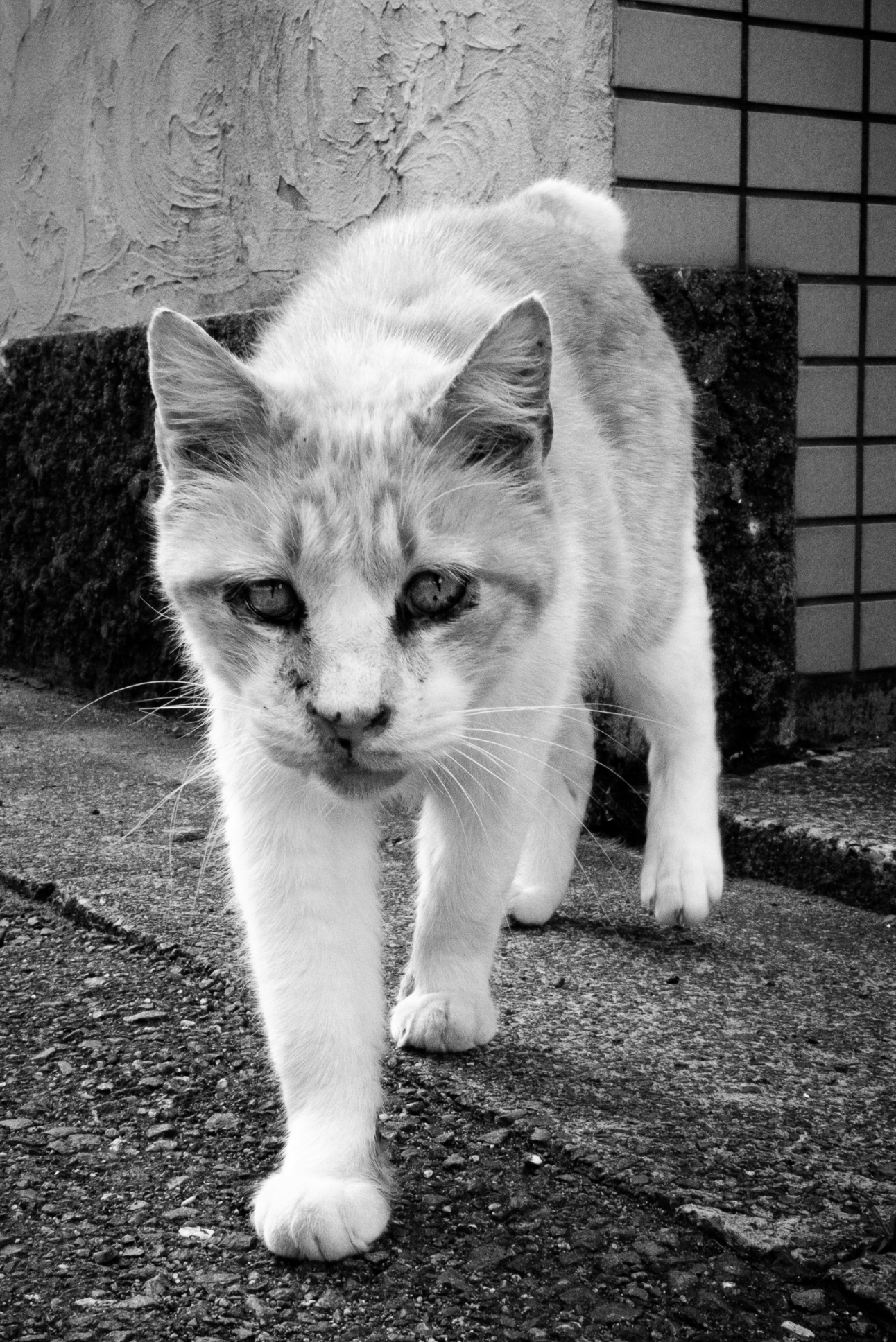 cat